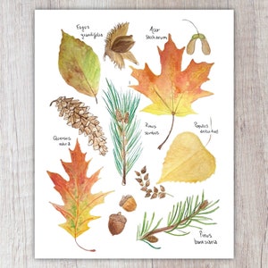 Autumn Leaves Art Print / Watercolor Painting / Nature Print / Greeting Card