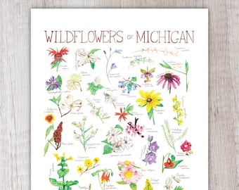 Wildflowers of Michigan Art Print / Watercolor Painting / Nature Print / Field Guide Poster / Greeting Card