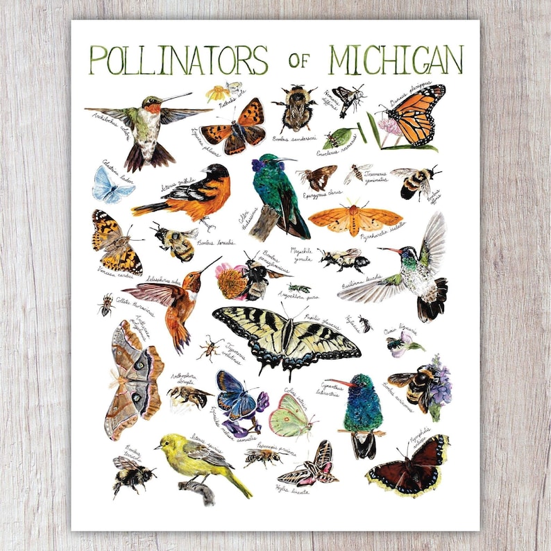 Pollinators Names Pollinators of Michigan Art Print / Watercolor Painting / Nature Print ...
