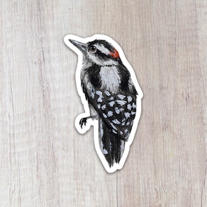 Downy Woodpecker Vinyl Sticker