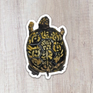 Box Turtle Vinyl Sticker