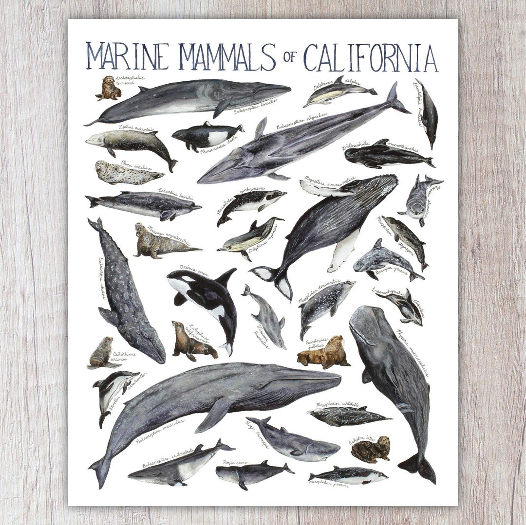 Marine Mammals of California Art Print / Watercolor Painting / Nature ...