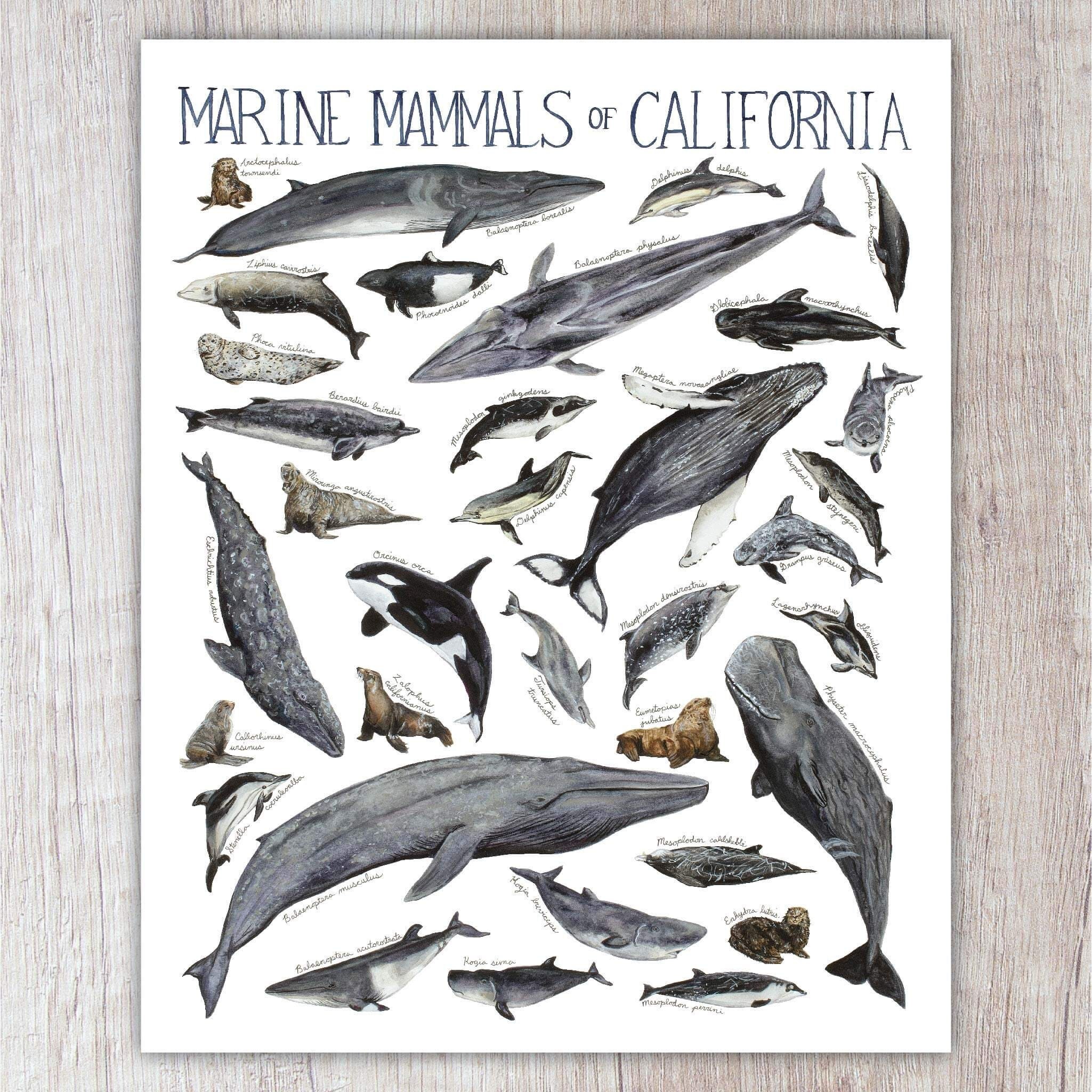 Marine Mammals of California Art Print / Watercolor Painting / Nature ...