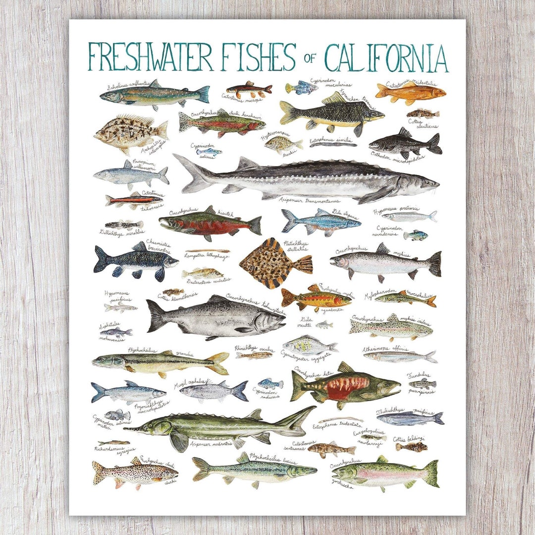 Freshwater Fishes of California Art Print / Watercolor Painting