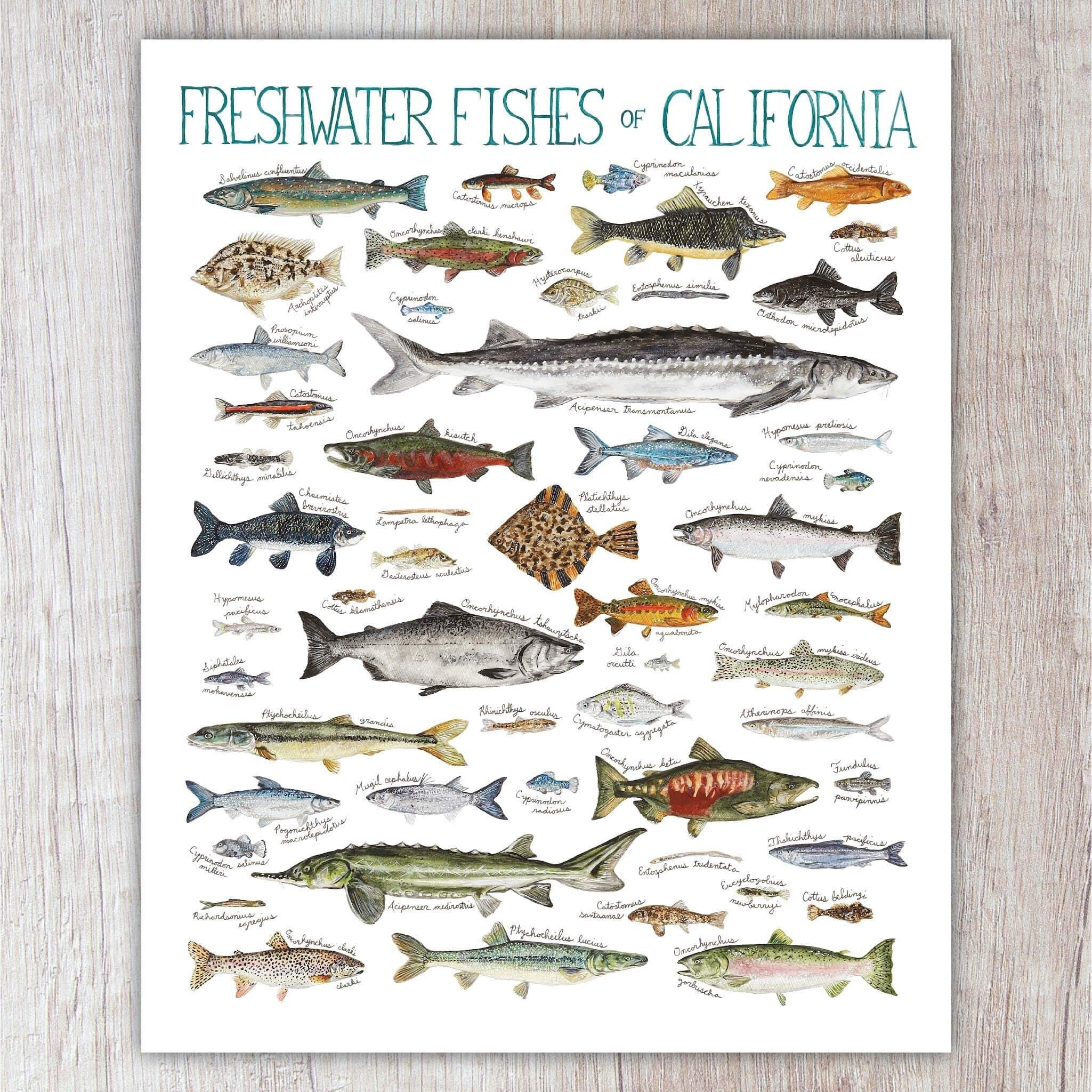 Freshwater Fishes of California Art Print / Watercolor Etsy