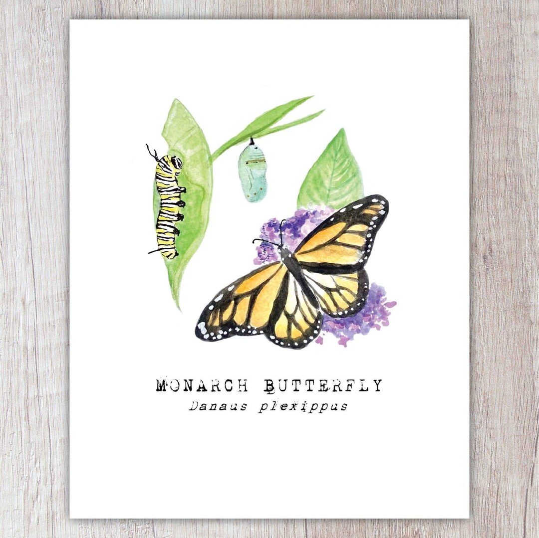 Monarch Butterfly Art Print / Watercolor Painting / Nature Print ...