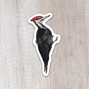 Pileated Woodpecker Vinyl Sticker