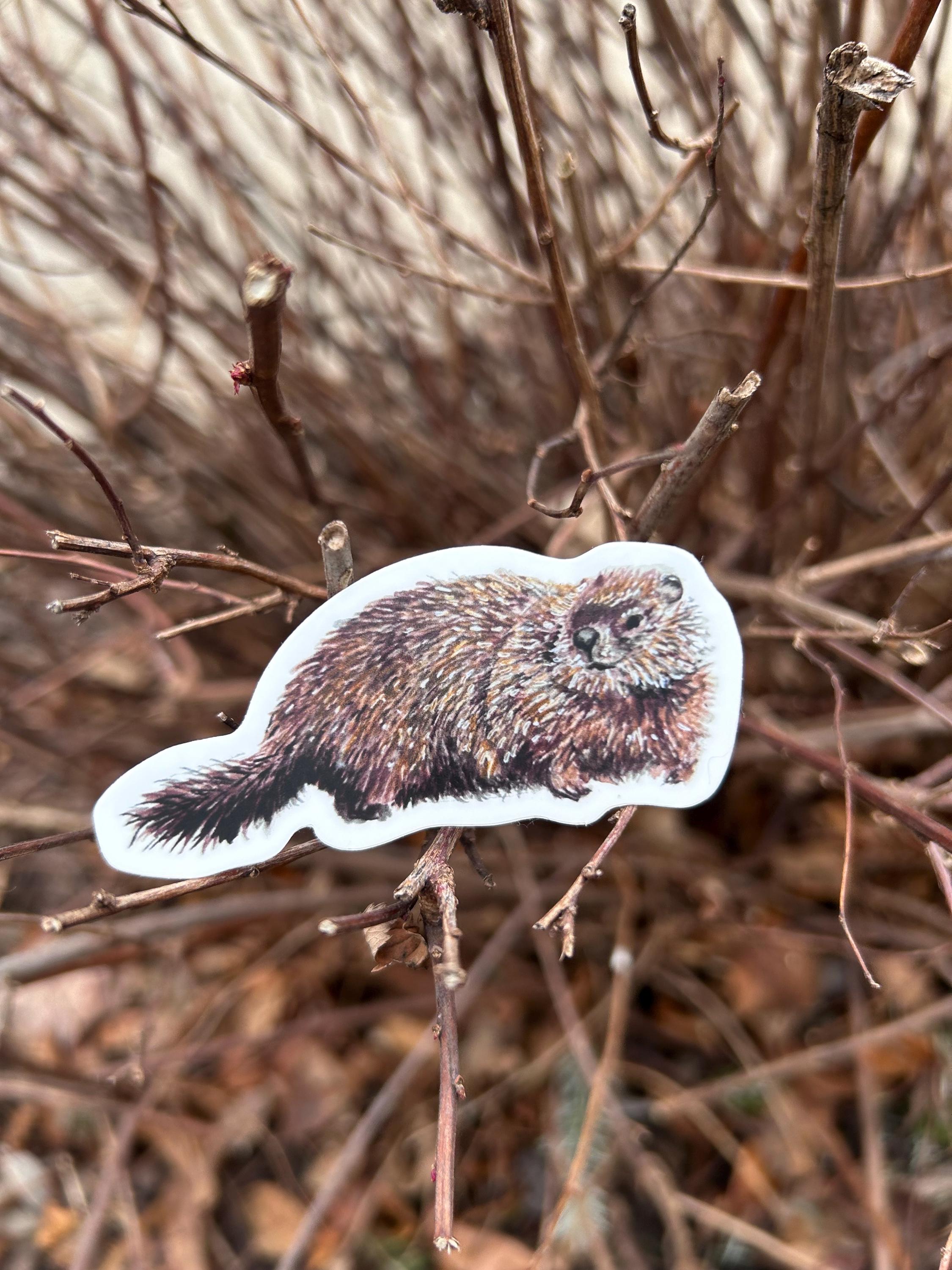 Groundhog/woodchuck Vinyl Sticker - Etsy