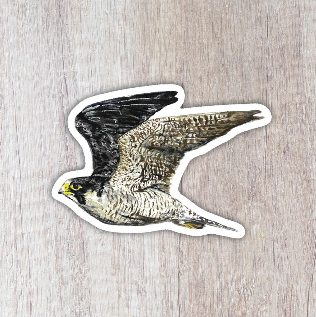 Peregrine Falcon Vinyl Sticker - Etsy