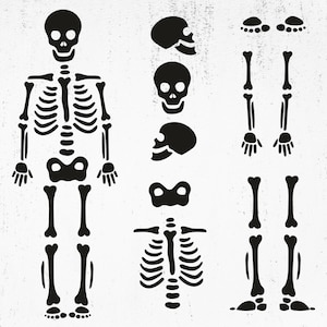 Skelett SVG, Skelett Teile, Skelett Png, Skelett geschnitten Datei, Skelett Knochen SVG, Skelett Teile Png, Skelett Teile Kit SVG, Mensch