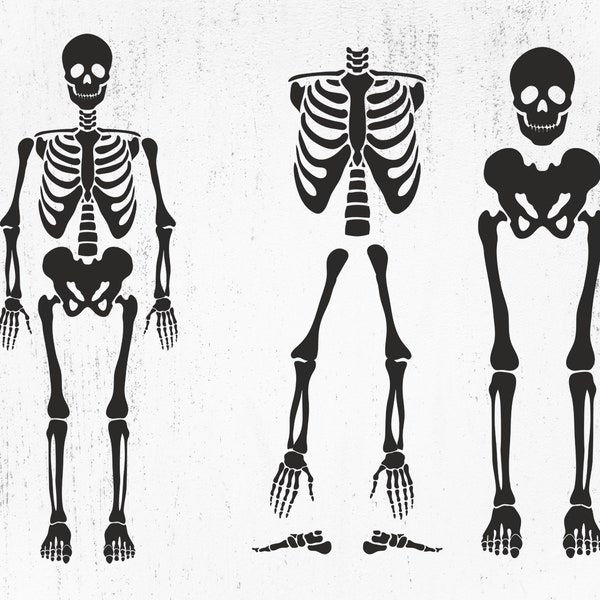Skeleton SVG, Skeleton parts Svg, Skeleton Png, Skeleton Cut File, Skeleton Bones Svg, Skeleton parts Png, Skeleton parts kit SVG, Human