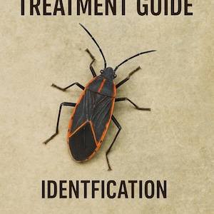 Puede incluir: Una guía para identificar y prevenir las chinches de arce. La guía presenta una imagen de primer plano de una chinche de arce negra y roja con antenas largas. El texto "IDENTIFICATION" y "PREVENTION" está impreso debajo de la imagen.