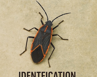 Guía de tratamiento para la chinche del arce: solución completa paso a paso para su identificación, prevención y tratamiento.