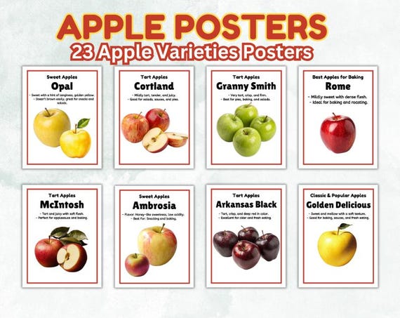 Apple Varieties Posters| 23 Apple Varieties Posters | Educational