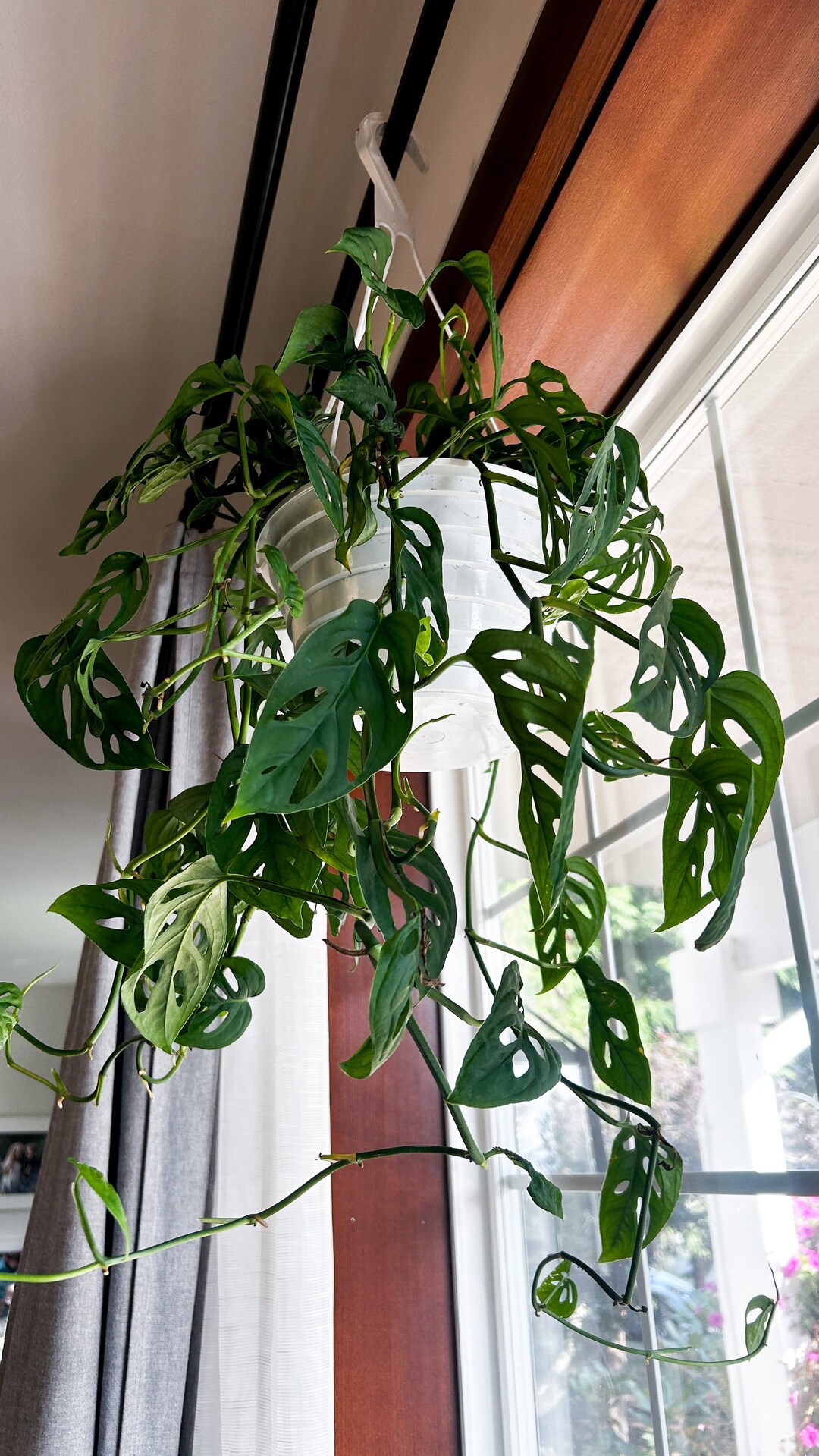 Swiss Cheese Monstera Cutting Swiss Cheese Plant Indoor Plant Cutting