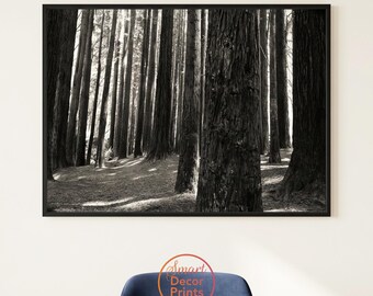 California Redwood Forest Print, Nature Photography, Black and White Tree Wall Art, Digital Download