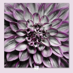Black & White Dahlia with Pink Accents, Modern Floral Wall Art Print, Digital Download