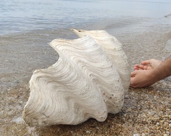Extrem seltene Riesenmuschel aus dem Meer |