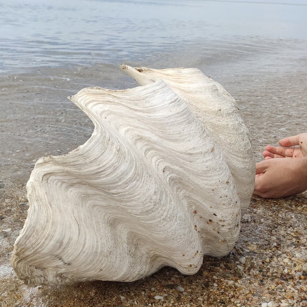 Extremly Rare Giant seashell from the ocean |