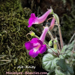 Könnte beinhalten: Nahaufnahme von leuchtend violetten Blüten mit weißen Zentren und langen, schlanken Stielen. Die Blüten stehen in voller Blüte und zeigen ihre zarten Blütenblätter. Das Bild enthält auch grüne Blätter und den Text "Alt-Kaity Miniature-Beauties.com".