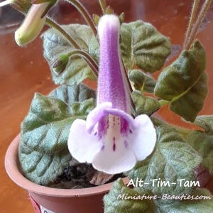 Mini Sinningia Alt-Tim-Tam seeds rare Gesneriad tuberous African violet