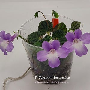 micro Sinningia Consinna Seropedica Samen