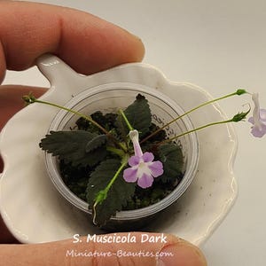 Puede incluir: Una pequeña planta en maceta, S. Muscicola Dark, con hojas de color verde oscuro y delicadas flores moradas y blancas. La planta está en una maceta de plástico transparente sobre un plato blanco festoneado. El texto "S. Muscicola Dark" y "Miniature-Beauties.com" son visibles.