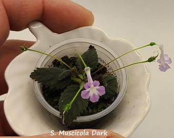 Semillas de Micro Sinningia Muscicola