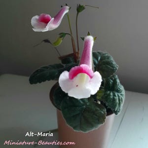 Könnte beinhalten: Eine Gloxinienpflanze in einem Topf mit weißen und rosa Blüten. Die Blüten haben eine trompetenartige Form mit einem leuchtend rosa Zentrum und weißen Rändern. Die Pflanze hat dunkelgrüne, samtige Blätter und steht in einem braunen Topf.