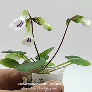 Peut inclure: Une petite plante en pot avec des fleurs blanches et des rayures violettes. La plante a des feuilles vertes et est dans un récipient en plastique transparent. Le texte "Metapetrocosmeaa Tamiana" et "Miniature-Beauties.com" sont visibles.