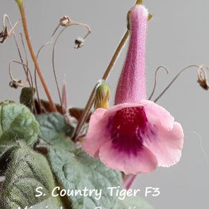 Mini Sinningia Country Tiger F3 seeds