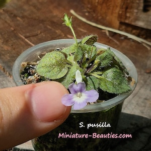 Peut inclure: Une petite plante S. pusilla dans un pot en plastique transparent avec des feuilles vertes duveteuses et une fleur violet clair avec un centre blanc. Le texte S. pusilla et Miniature-Beauties.com est imprimé en blanc et rose sur le côté.
