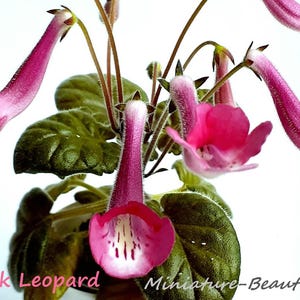 Pode incluir: Close-up de uma planta florida com vibrantes flores rosa em forma de trombeta. As flores são acentuadas com marcas brancas e rosa escuro. A planta tem folhas verdes escuras e texturizadas. O texto "Alt_Pink Leopard" e "Miniature-Beauties.com" são visíveis.