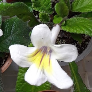 Mini Streptocarpus Heartland&#39;s Baby Reiher x Selbstsamen seltene Mini Gesneria