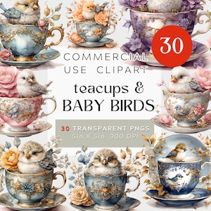 Babyvögel in Teetassen, Aquarell Clipart BUNDLE PNG transparentem Hintergrund kommerzielle Nutzung, 300DPI, süßer kleiner Vogel in Kaffeetasse, Teetasse