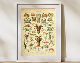 Crustacean Classification Jigsaw Puzzle: Vintage Ocean Art by Adolphe Millot