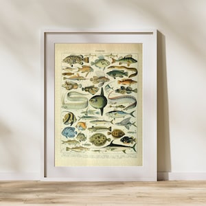 Fischklassifikation Puzzle 300/500/1000 Teile, Vintage Lernposter von Adolphe Millot (A)