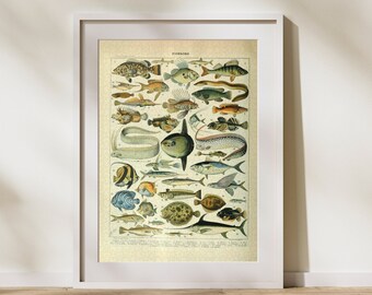 Vintage Fish Classification Jigsaw Puzzle: Adolphe Millot Ocean Art