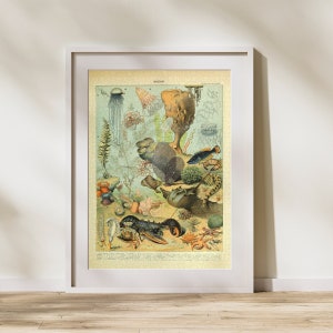 Ozean Illustration Puzzle 300/500/1000 Teile, Vintage Lernposter von Adolphe Millot (B)