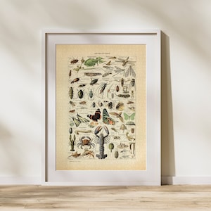 Klasyfikacja stawonogów Puzzle 300/500/1000 elementów, zabytkowy edukacyjny plakat identyfikacyjny zwierząt autorstwa Adolphe&#39;a Millot