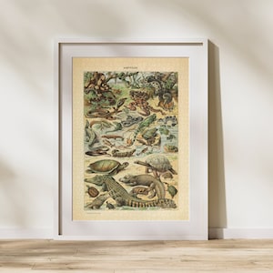 Ilustracja gadów Puzzle 300/500/1000 elementów, zabytkowy edukacyjny plakat identyfikacyjny zwierząt autorstwa Adolphe&#39;a Millot (A)