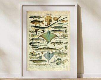 Vintage Fish Classification Jigsaw Puzzle: Adolphe Millot Ocean Art (B)