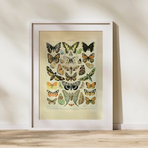 Butterfly Classification Jigsaw Puzzle: Vintage Entomology Poster
