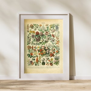 Flower Classification Jigsaw Puzzle 300/500/1000 Piece, Vintage Educational Identification Poster of Botany by Adolphe Millot (C)