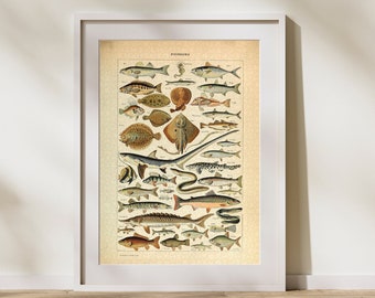 Vintage Fish Classification Jigsaw Puzzle: Adolphe Millot Ocean Art (C)