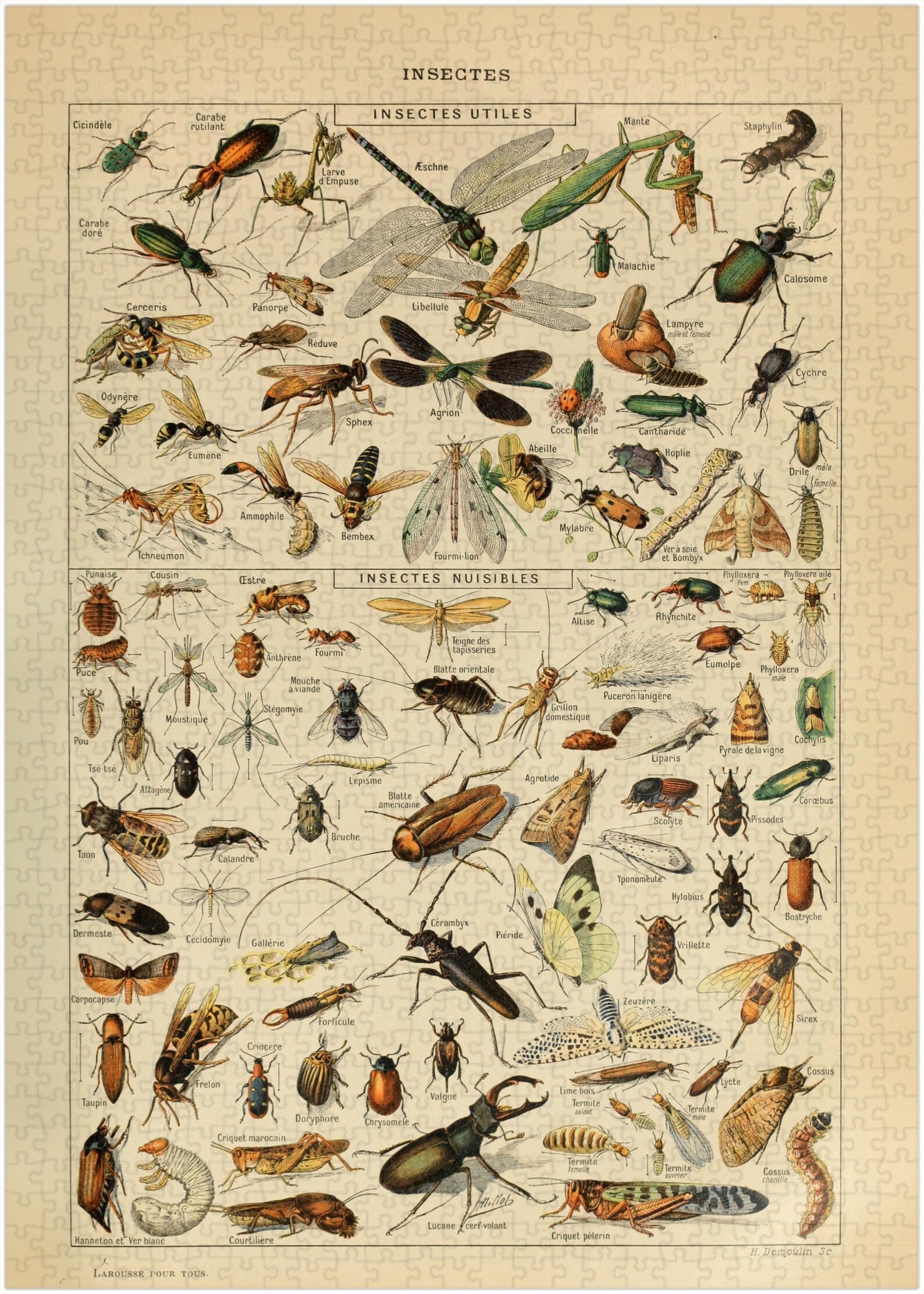 Insect Classification Jigsaw Puzzle 300/500/1000 Piece, Vintage