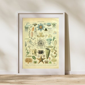 Può includere: Un'illustrazione vintage di varie creature marine, tra cui meduse, stelle marine e anemoni di mare. L'illustrazione è in una tavolozza di colori tenui di verdi, blu e marroni. Il titolo "OCEANOGRAPHIE" è stampato nella parte superiore dell'illustrazione.