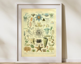 Vintage Oceanography Jigsaw Puzzle: Adolphe Millot Educational Art