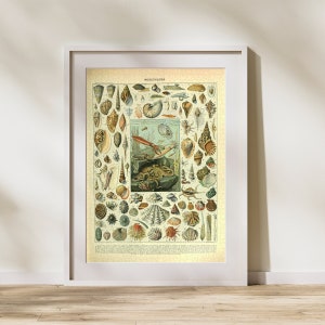 Mollusques Klassifikation Puzzle 300/500/1000 Teile, Vintage Lernplakat des Ozeans von Adolphe Millot (A)