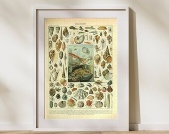 Mollusques Classification Jigsaw Puzzle: Vintage Ocean Art by Adolphe Millot